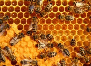 Honey-Bees-Nest