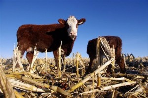 cattle-in-corn-field_idaho