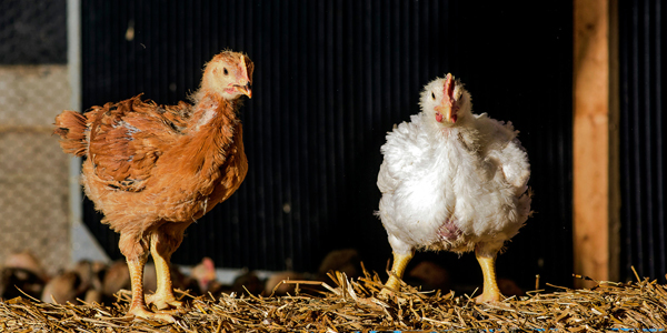 NY Times: A Chicken That Grows Slower and Tastes Better