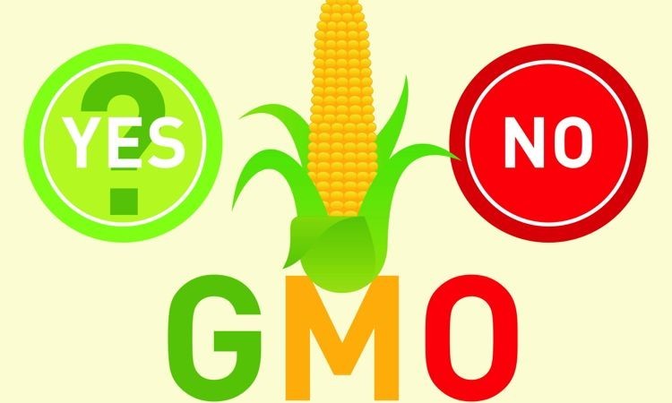 GMO Ban Analysis
