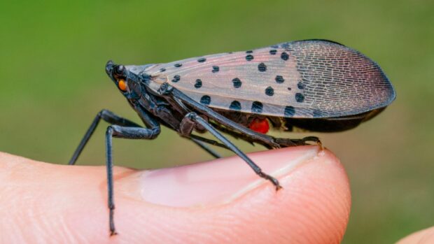 An Update on the Mitigation of the Spotted Lanternfly
