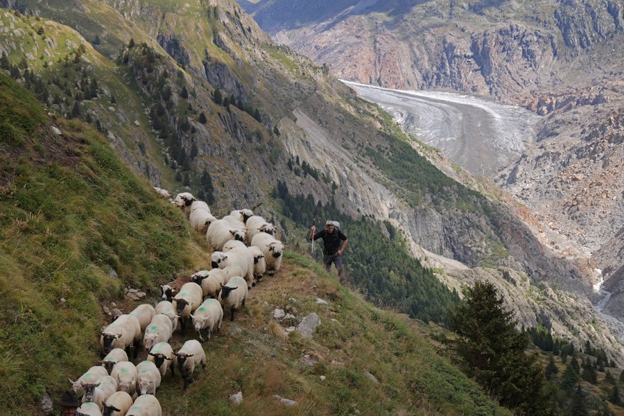 A Traditional Swiss Sheep Drive in a Changing World