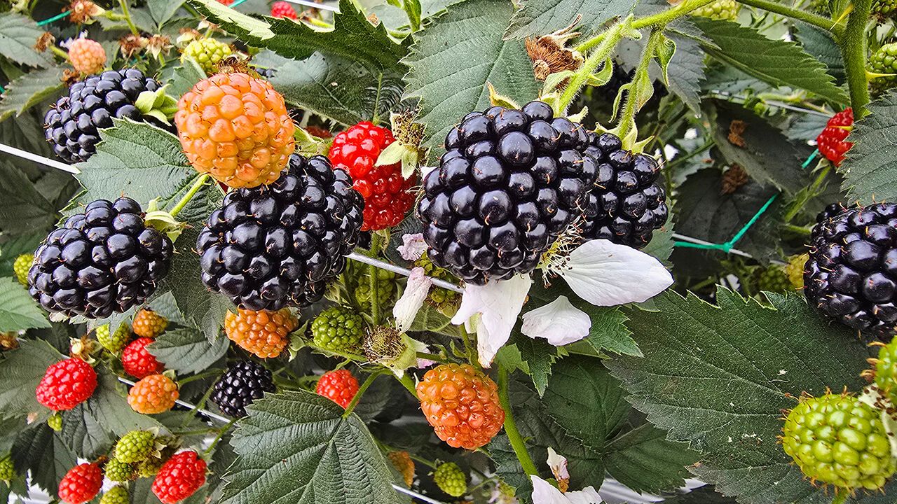 A basket of new fruit varieties is coming your way