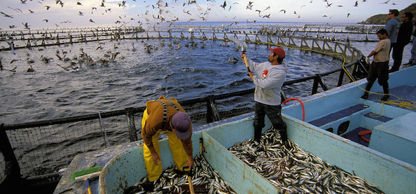 Ocean Aquaculture
