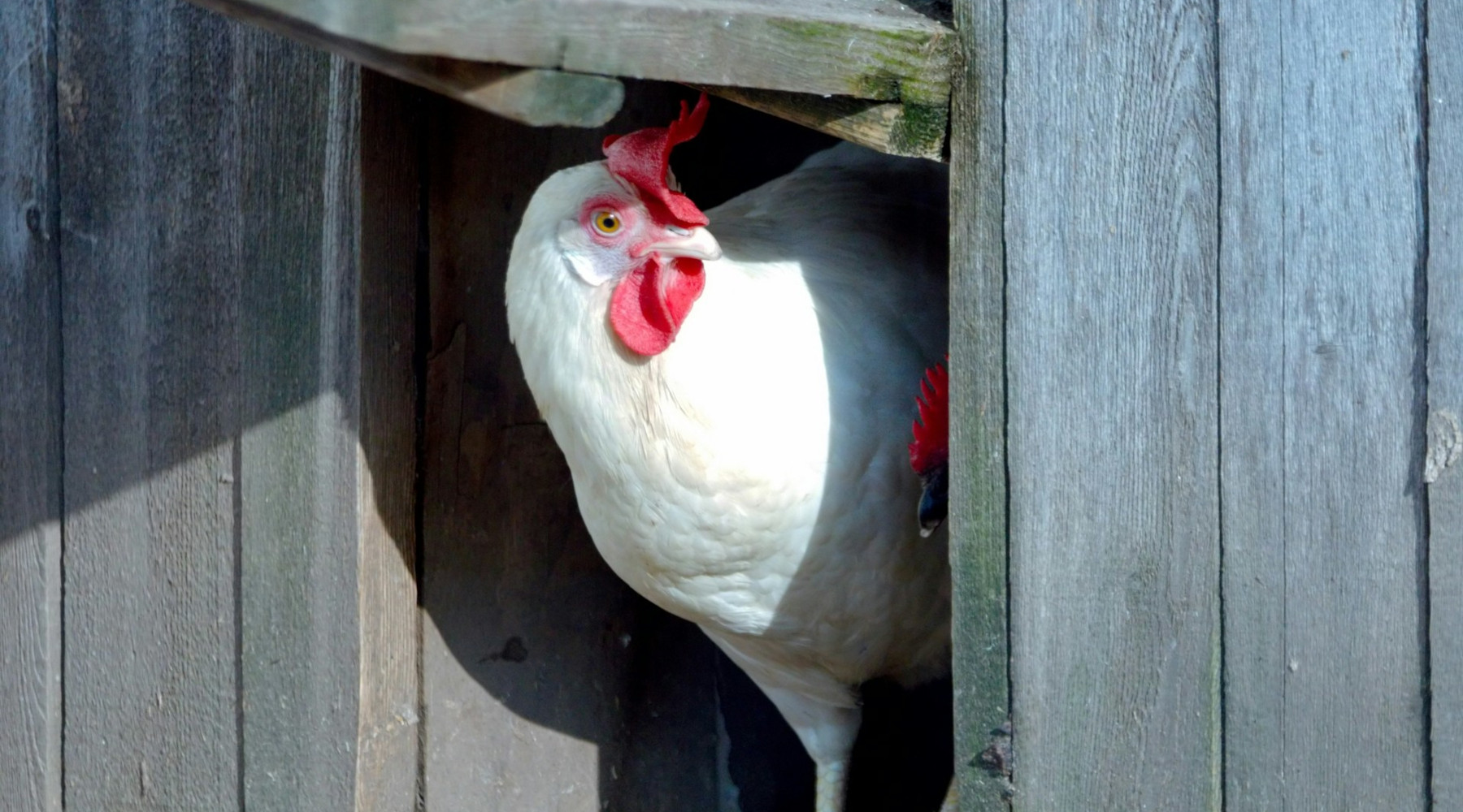 Shapiro Administration Deploys Additional Resources to Support HPAI Response