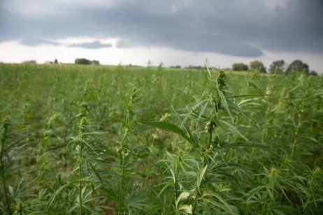 Looking at Hemp in Pennsylvania in 2021