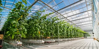 Indoor Farming / Hydro