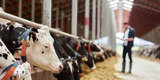 Image of Cattle