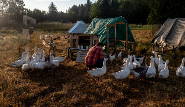 NY Times: A New Cash Cow for Farmers: Turning the Chores Into Clicks