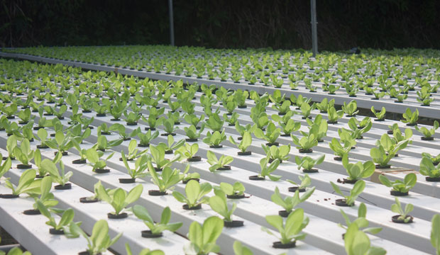 First Light Project Unveils the Pilot Farm Project