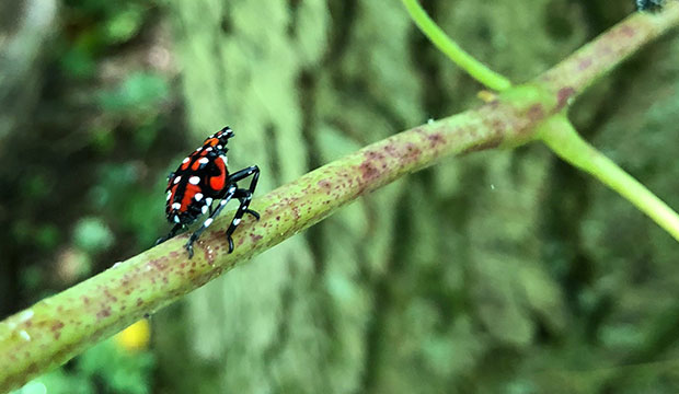 Spotted Lanternfly Is Serious – Here’s What You Need to Know