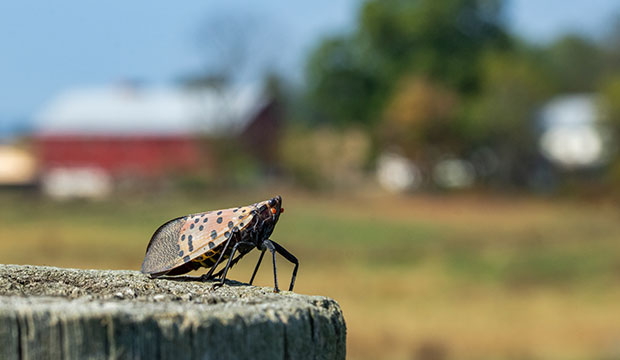 Presentation on Spotted Lantern Fly Research and Situation in Pennsylvania at First Virtual Meeting