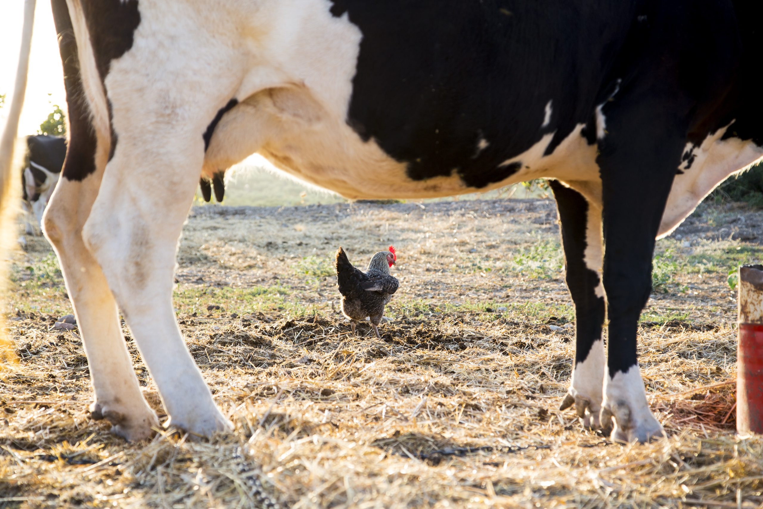 A Conversation with the Secretaries of Agriculture in the Region