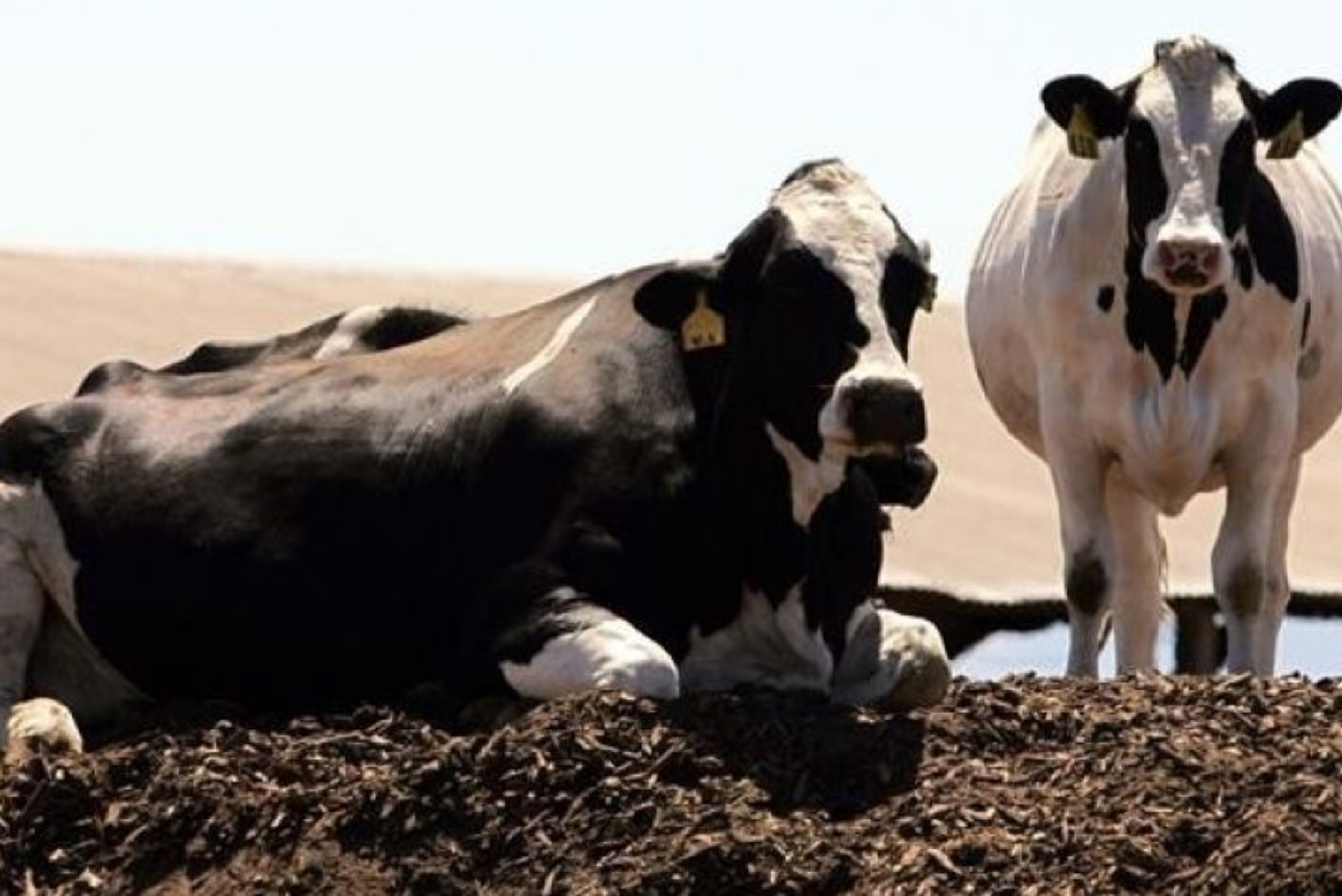 Cow farts can now be regulated in California