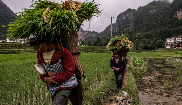 NY Times: How More Carbon Dioxide Can Make Food Less Nutritious