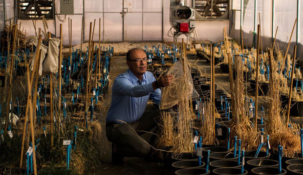 NY Times: How a Seed Bank, Almost Lost in Syria’s War, Could Help Feed a Warming Planet